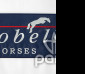 pams_klub--sdruzeni_picobello-horses_46.jpg : Picobello horses