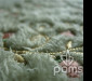 pams_vysivani-detaily_kyticky-a-ornamenty-vlasovy-material_83.jpg : kytičky a ornamenty vlasový materiál